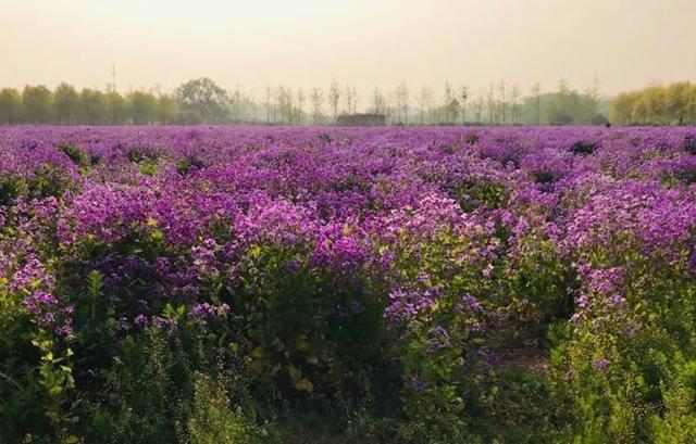 郑州薰衣草庄园，等夏天来了一起去看薰衣草