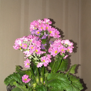 花卉图片及名称大全，常见绿植花卉及名称大全（100种常见花图鉴）