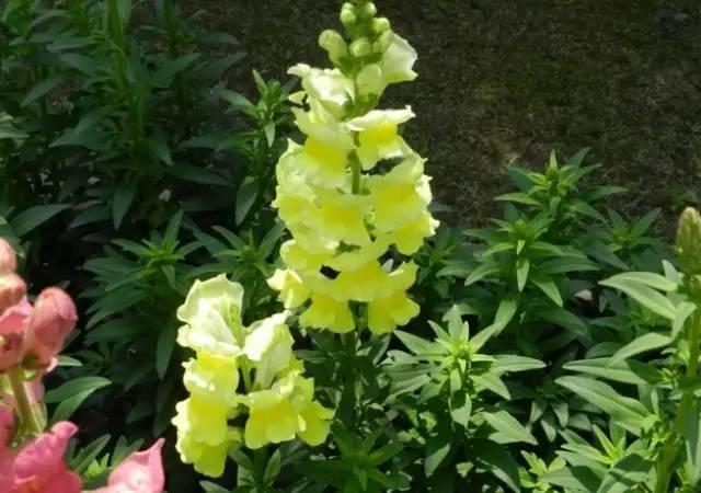 各种花的花语，各种花的花语爱情（史上最全花语大全）