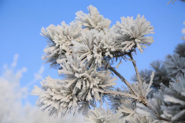 张雪峰评价东北石油大学，张雪峰十大热门专业是哪些（东北这所大学退步“严重”）