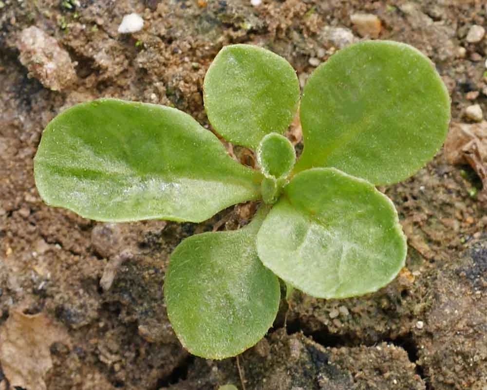 小雏菊是夏天的花(盆菊花盛开时候的养护) 