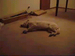 狗狗睡觉打呼噜，狗狗为啥睡觉打呼噜声音大（这些睡觉秘密你知道多少）