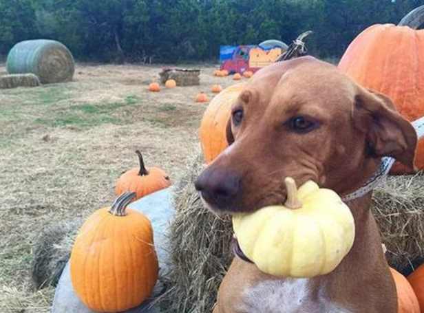 狗狗可以吃的蔬菜排名，狗能吃蔬菜种类（对狗狗有益的6种蔬果）