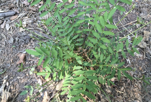 植物的六大器官，植物的六大器官思维导图（1种“小野草”价值高）