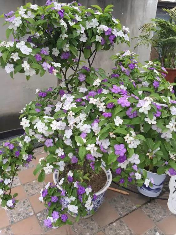 茉莉花是什么颜色，茉莉花花蕊是什么颜色（能开两种颜色的花）