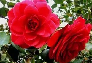 如何识别六角大红茶花，如何识别六角大红茶花的真假（带你认识名贵茶花品种）