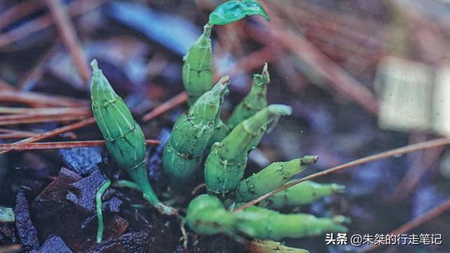 大别山在哪个省，为什么是大别山（把太多的资源都给了这座城）