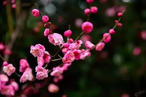 咏梅的古诗,写梅花的诗词名句(建议孩子们寒假晨读晚诵的30首咏梅诗词) 咏梅的古诗,写梅花的诗词名句(建议孩子们寒假晨读晚诵的30首咏梅诗词)