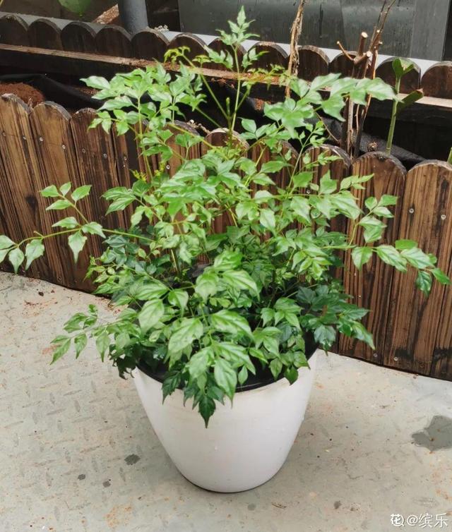 鹅掌柴的作用与功效，鹅掌柴的功效与作用（一养就能养20年）