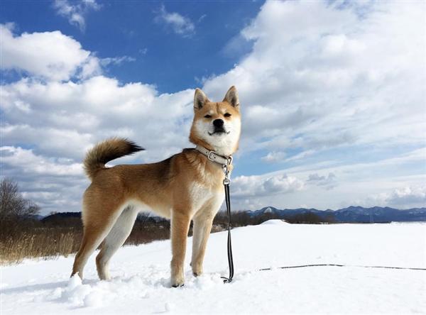 比利时特弗伦犬多少钱 特弗伦犬特点