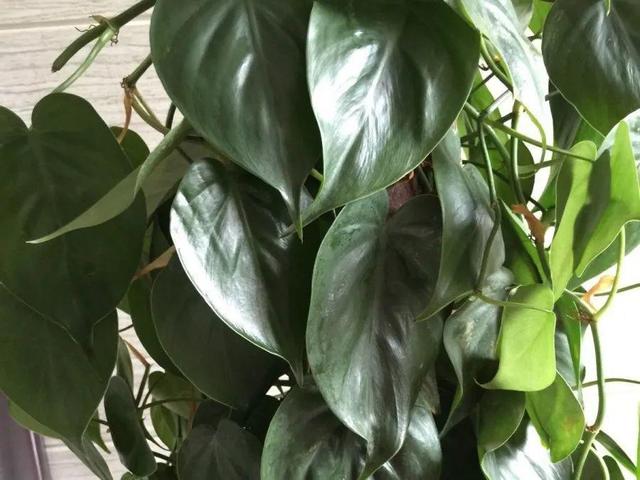 瓜子属于坚果吗，瓜子花生属于坚果类吗（给花吃点瓜子）