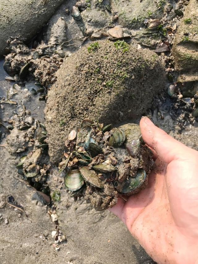 广东阳江海陵岛，阳江海陵岛旅游攻略（海陵岛四大海滩吃、住、游、玩攻略）