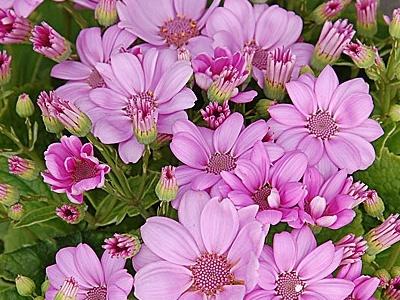 瓜叶菊，瓜叶菊怎么养（瓜叶菊一年开几次花）