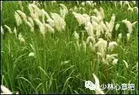 白牛胆的功效与作用，白牛胆的功效与作用禁忌（中药图片大全与功效）