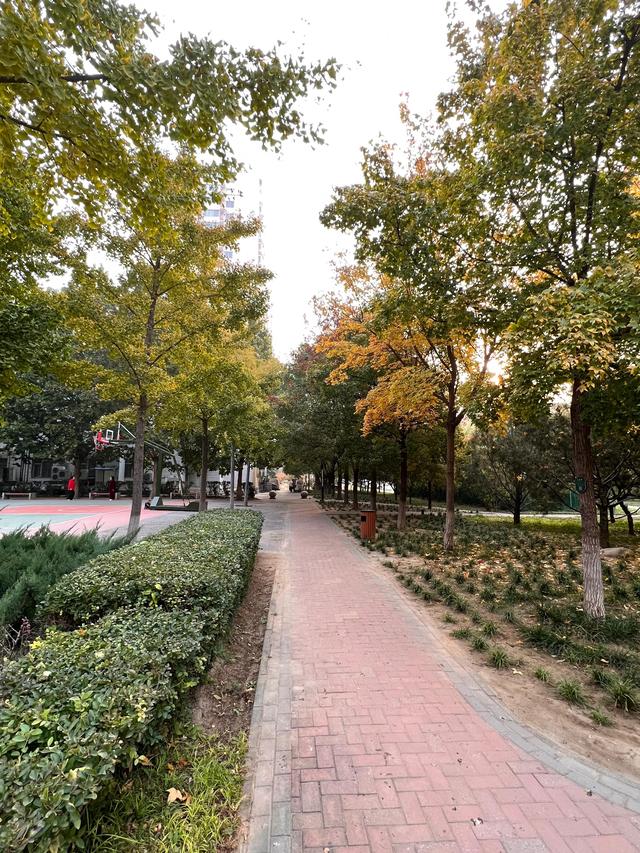 小区里的景色，小区里的景色真美呀（秋天里的小区美景图片）