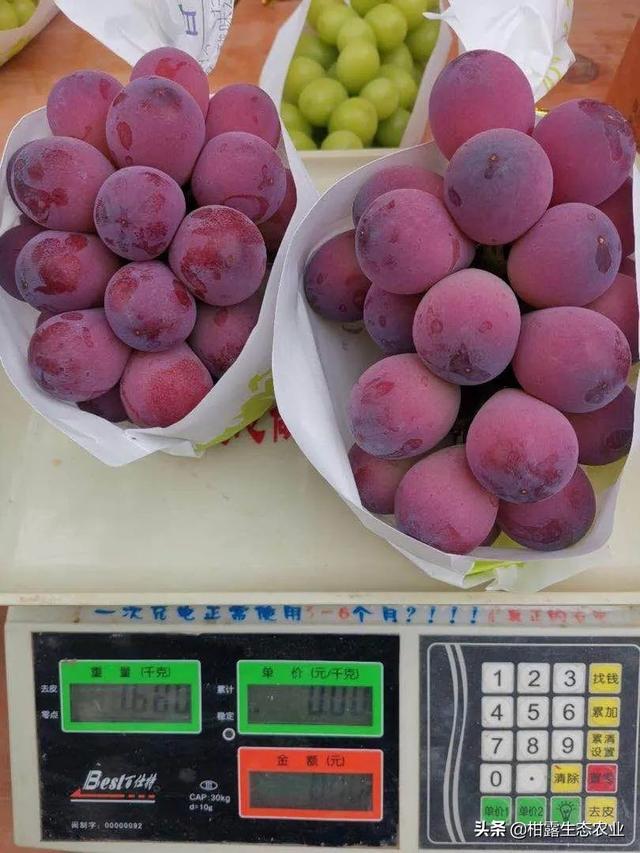 浪漫红颜葡萄的特点，浪漫红玫瑰葡萄（葡萄四大“网红品种”的优缺点及市场发展前景）