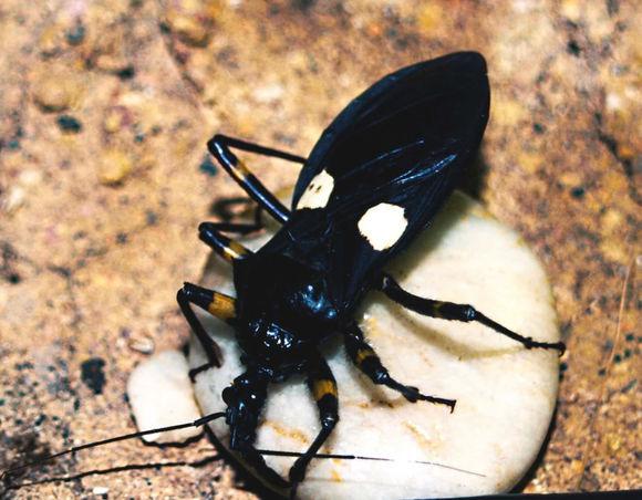 中华婪步甲怎么会在家里出现,中华婪步甲会在家里繁殖吗(净享生活,常