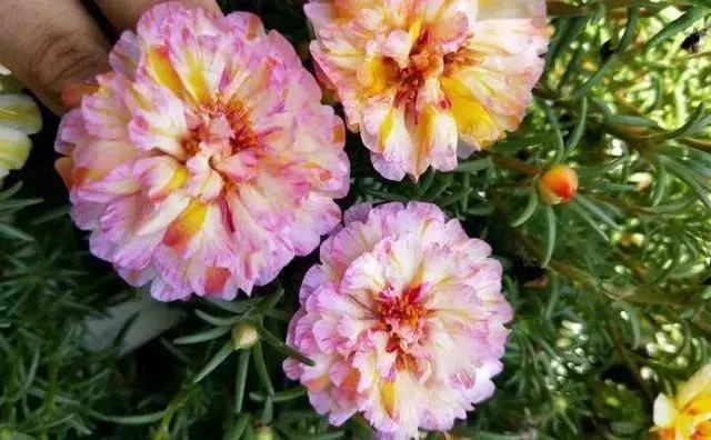 绿萝好养吗,绿萝怎样栽培(绿萝竟然排在倒数第1) 绿萝好养吗,绿萝怎样栽培(绿萝竟然排在倒数第1)