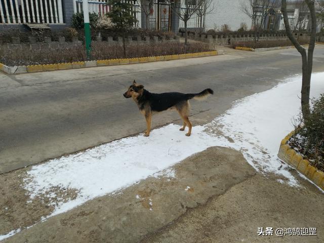 犬字开头的成语，犬字开头的成语接龙（为何带“狗”的成语多带贬义色彩）