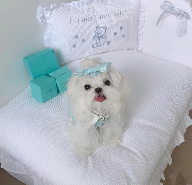 马尔济斯犬掉毛吗，马尔济斯掉毛吗（听我的，千万不要养马尔济斯）