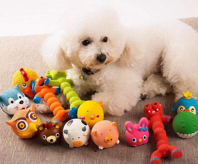 萨摩耶很笨吗，萨摩耶到底有多蠢（快来看看你家狗子有上榜吗）