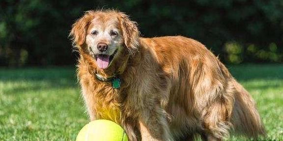 幼犬快不行的征兆，狗浑身无力发软像要死了一样（狗狗临终前的几大“征兆”）