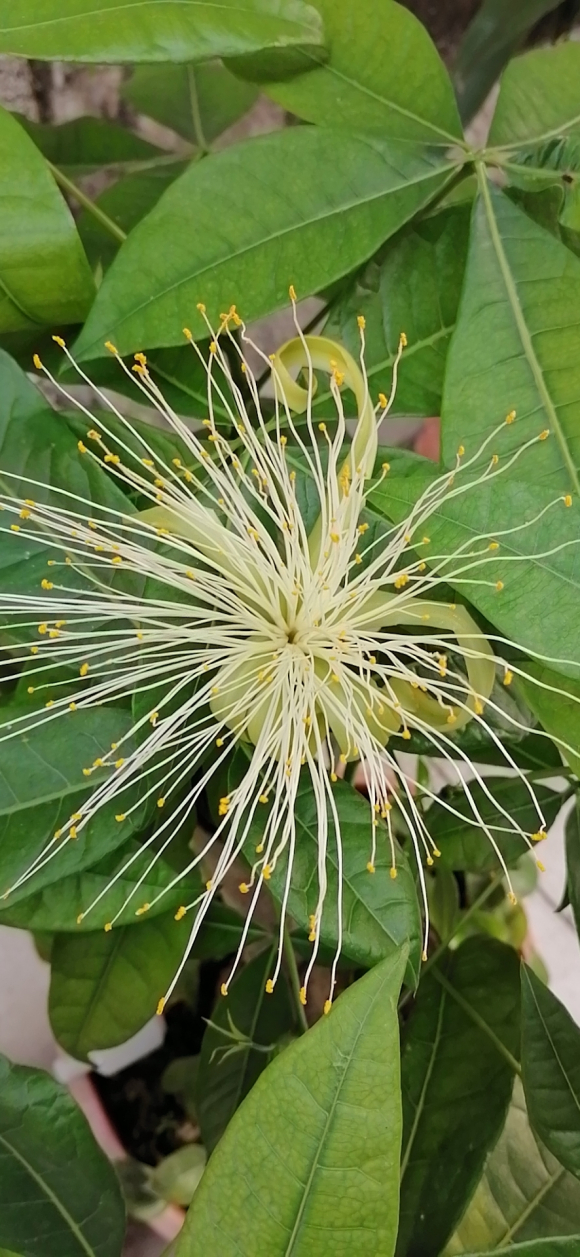 幸福树会开花吗，盆栽幸福树开花吗（养了10年的幸福树）