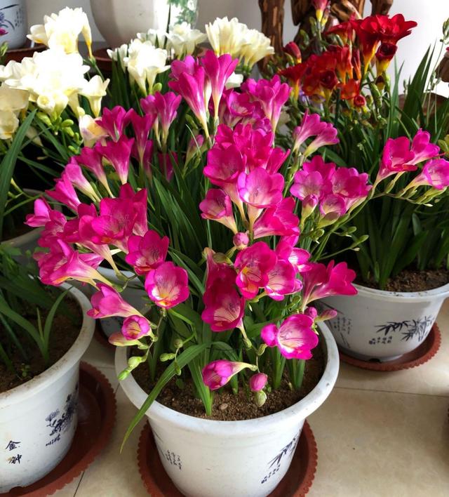 室内养什么花最好，室内适合养什么样的花（最香的10种花）