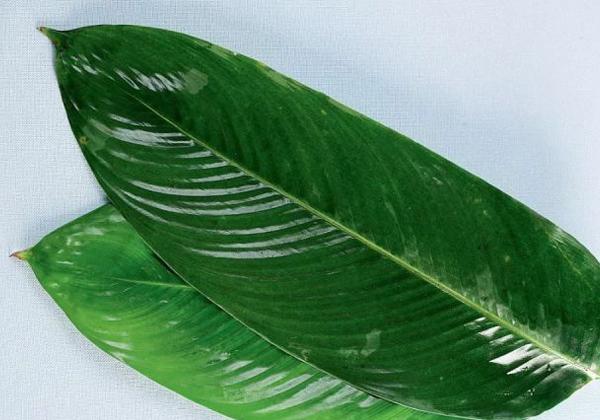 长棕子的包法粽子的包法，简单易学的长粽子包法（长粽的包法，你get到了没）