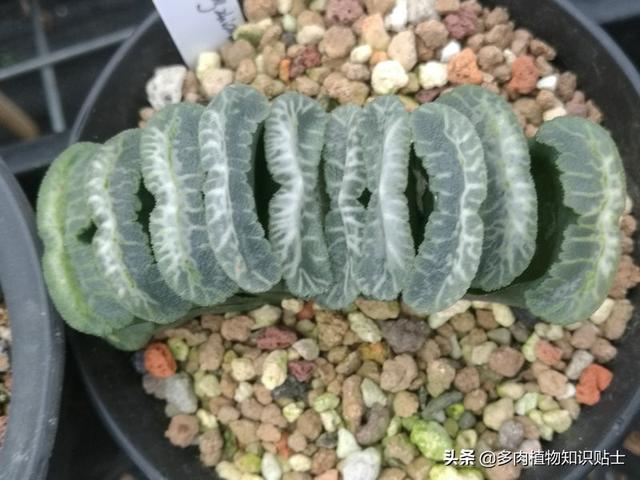 多肉玉扇最大能长多大，多肉玉扇好养吗（养了多肉植物五年）