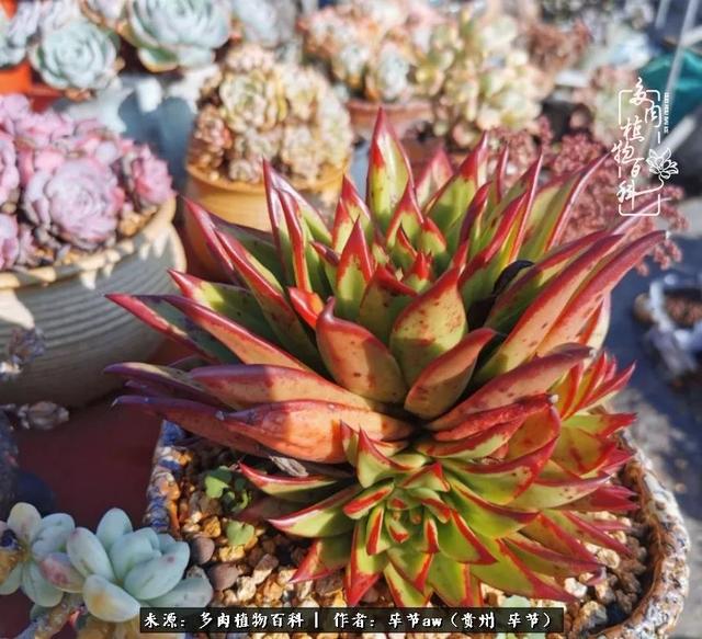 晴天橙子可爱头像微信，晴天橙子可爱头像（有多少次的会心一笑，全因多肉）