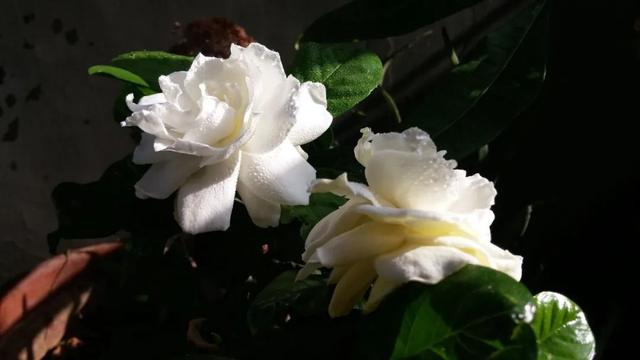 黑矾的功效与作用，使栀子花叶色浓绿光亮