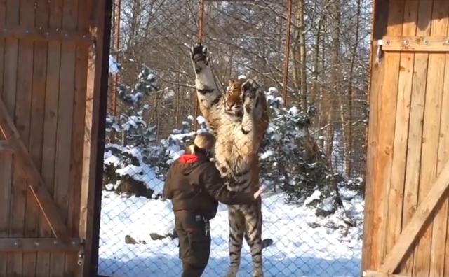 世界上最大的老虎，更大的老虎是谁（一巴掌能把狮子拍晕）