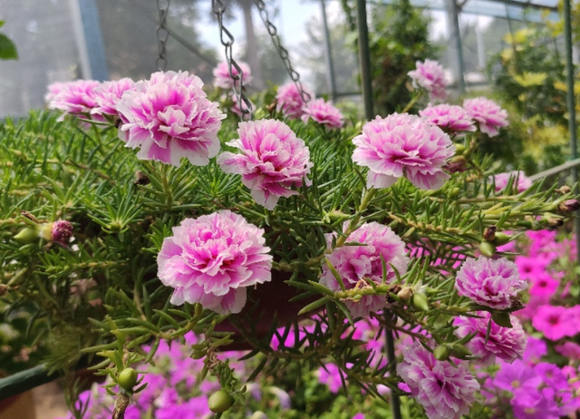 太阳花什么时候开花，向日葵什么时候开花（看看这3个“条件”）