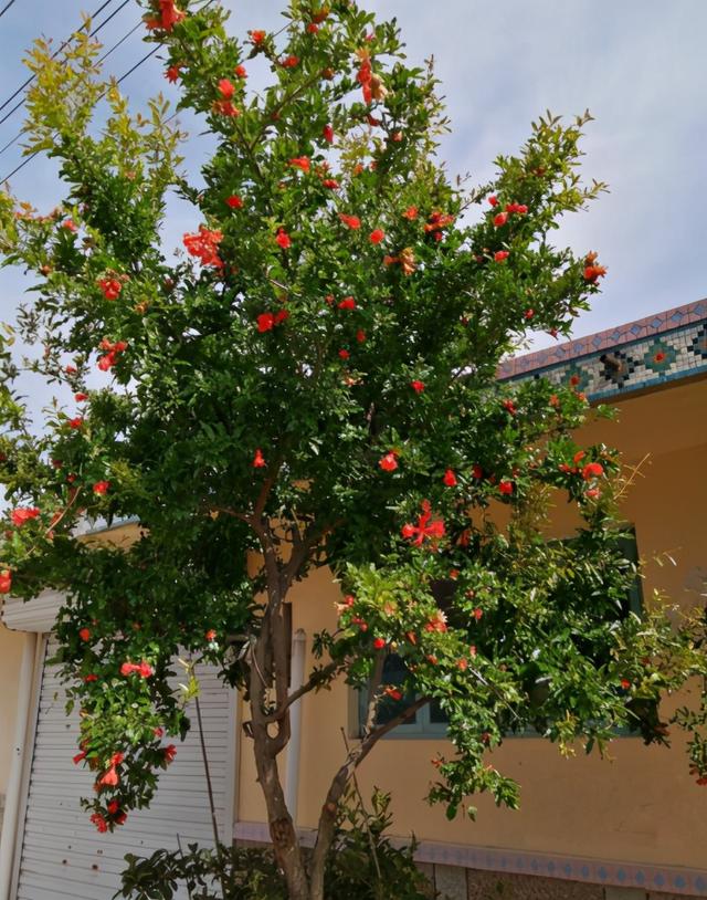 阳气最强的树是什么树 有哪些种类，阳气最强的树是什么树（老祖宗忠告：“门前种三树）