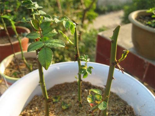 蔷薇花几月份开花，蔷薇什么时候开花（要想蔷薇“开花多”）