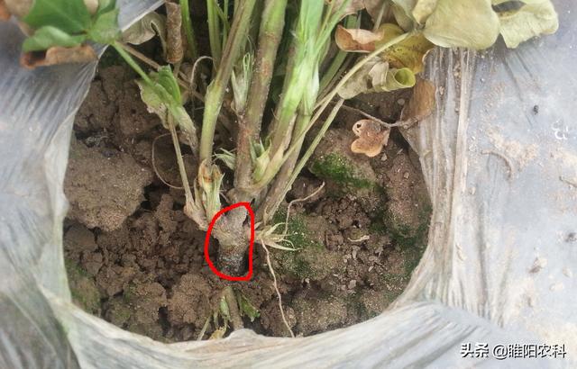 醇醚是什么，乙醇醚是什么（这个最火的杀菌剂配方能治100多种病害）