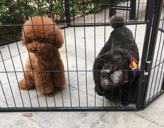 黑色的泰迪犬好养吗，黑色的泰迪犬好养吗视频（买泰迪要挑黑色的）