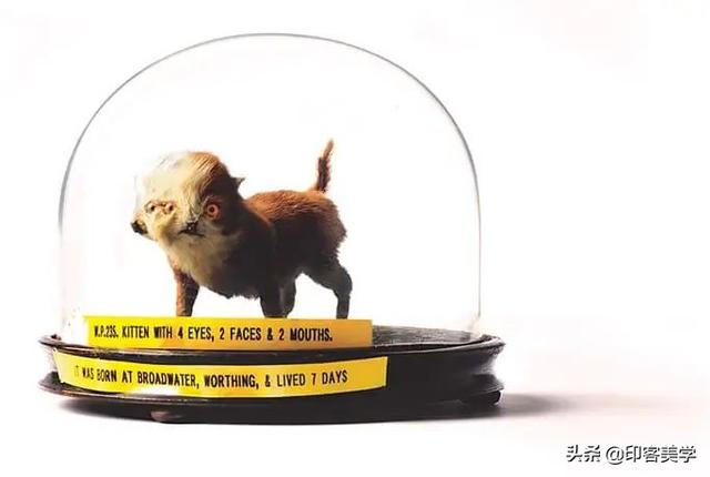 手不释卷的动物，手足之情的动物是什么生肖（世传王安石是獾转世投胎）