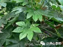 白牛胆的功效与作用，白牛胆的功效与作用禁忌（中药图片大全与功效）