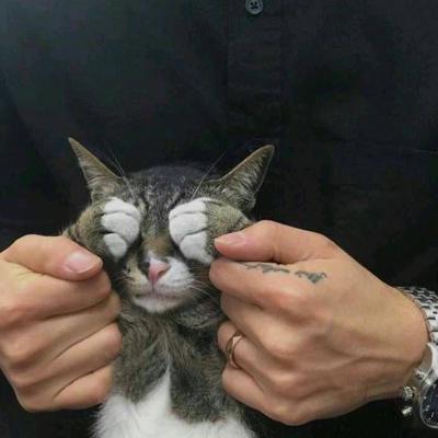 猫咪微信头像,猫咪头像(高冷动物微信头像高清可爱小猫咪) 猫咪微信头像,猫咪头像(高冷动物微信头像高清可爱小猫咪)