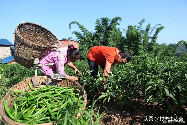 青椒肉丝有什么特殊含义，青椒肉丝的主要特征（解读不一样的青椒肉丝）