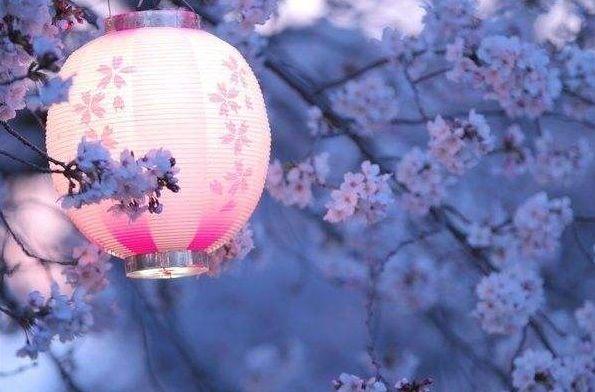 关于樱花的诗句，关于樱花的诗句有哪些（诗词鉴赏-岁岁樱花树树春）