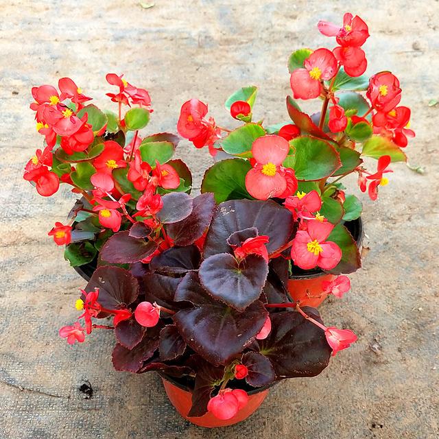 适合家里养的32种花，家里养什么花好（”家居盆花100种）