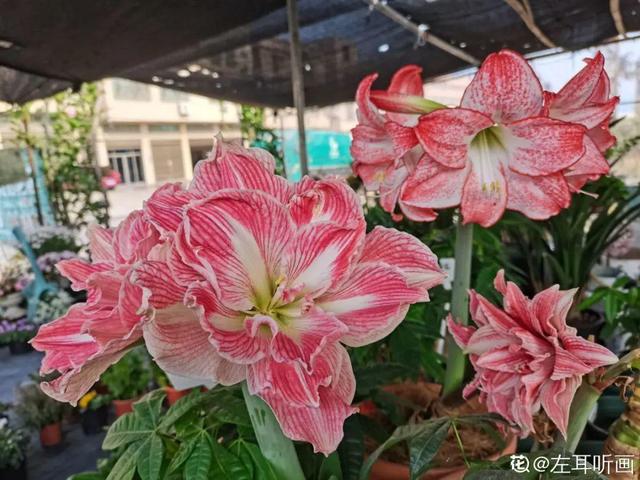 百合花开完花后植株如何处理，盆栽百合开花了怎么处理（百合开完别扔了）