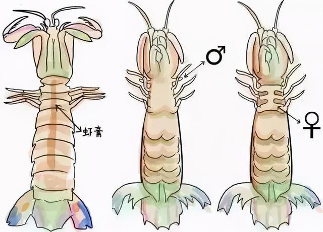 如何挑选琵琶虾，如何挑虾吃虾，一文说分明