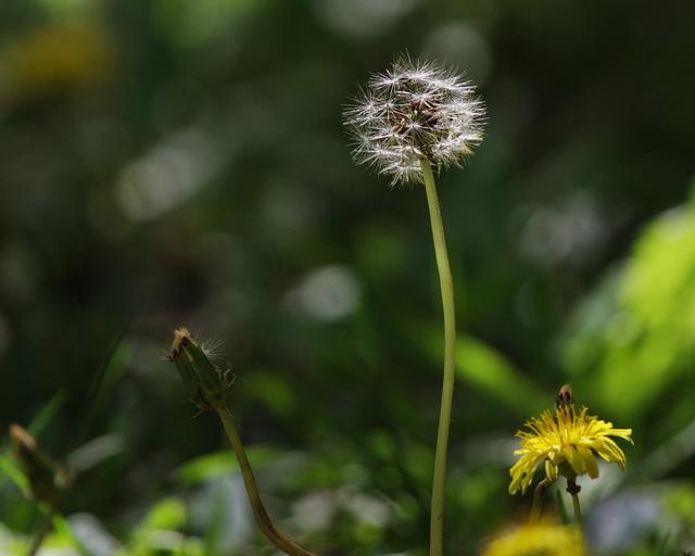 六一儿童节儿歌，幼儿六一儿歌（王春生庆祝六一儿童节）