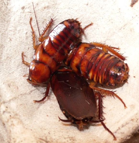 中华婪步甲怎么会在家里出现,中华婪步甲会在家里繁殖吗(净享生活,常