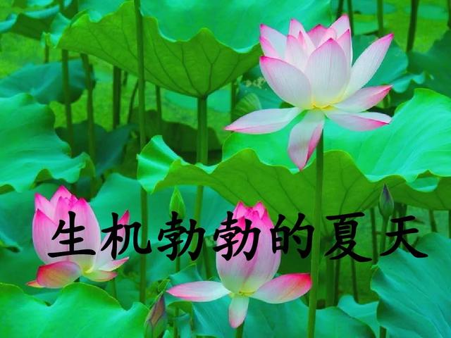 四季有什么特点，北方的四季有什么特点（部编版一年级上册第4课《四季》图文讲解）