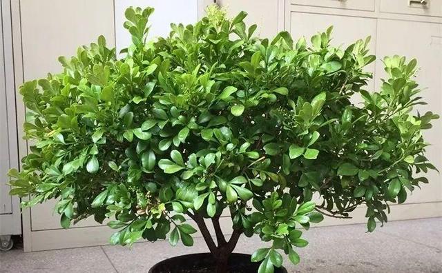 SuSu:一起种草莓来吗，微信头像，SuSu:一起种草莓来吗?【杂图】（花芽蹭蹭长满盆）